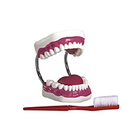 Dental Care Model(28pcs) LT-K1 