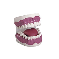 Dental Care Model(28pcs) LT-K2 