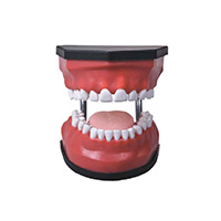 Luxurious Dental Care Model(32pcs，Backout) LT-K3 