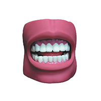 Dental Care Model (with Cheek) LT-K4 