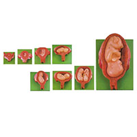 Embryonic Development Stages Model (8 parts) LT-42005 