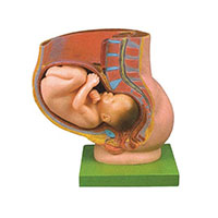 Pregnancy Pelvis with Mature Fetus-2 Parts LT-42006 