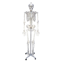 Human Skeleton Model 180CM LT-11101-1 