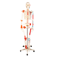 Human Skeleton with Painted Muscle and Ligament Model 180CM LT-11102-1 