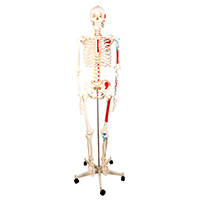 Human Skeleton with Half Side Painted Muscle Model 180CM LT-11102-2 