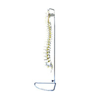 Spine Model Flexible LT-11106 