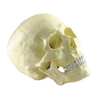 Skull Model LT-11110 