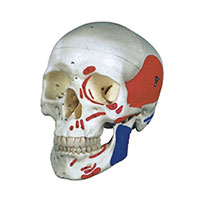 Colorized Skull Model LT-11111-2 