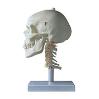 Skull with Cervical Column Model LT-11111-3 