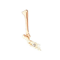 Bones of Foot, Calf Bone, Shinbone Model LT-11132 