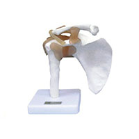 Shoulder Joint with Ligament Model LT-11209-1 