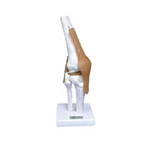 Elbow Joint with Ligament Model LT-11209-2 