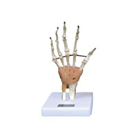 Hand Joint with Ligament Model LT-11209-3 