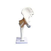 Hip Joint with Ligament Model LT-11209-4 