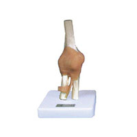 Knee Joint with Ligament Model LT-11209-5 