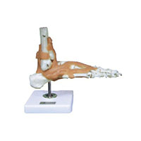 Foot Joint with Ligament Model LT-11209-6 