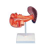 Spleen, Pancreas, Duodenum Model LT-12004-2 