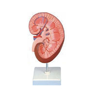 Kidney Model LT-14005 
