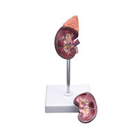 Kidney with Adrenal Model LT-14006-2 