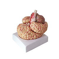 Brain with Arteries Model LT-18220-2 