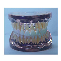 Transparent Adult Teeth Model LT-Y10010 