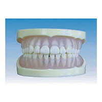 Transparent Soft Gum Teeth Model LT-Y10027 