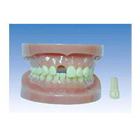 Disassemble Teeth Model LT-Y10028 