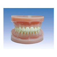 Standard Teeth Model LT-Y10033 